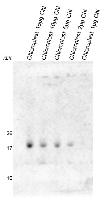 western blot using anti-RAF2 antibodies